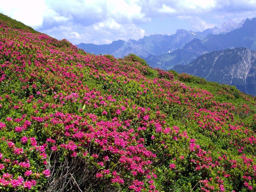 Gaestehaus Schuler 里茨勒恩 客房 照片